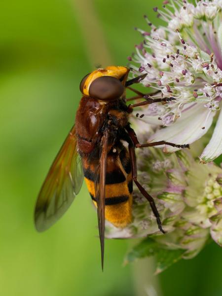 Hoornaarzweefvlieg, stadsreus (Volucella zonaria)